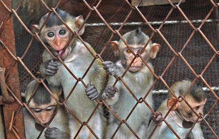 50 000 primates détenus dans des élevages de l’enfer en Chine