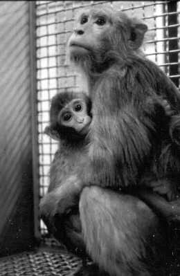 Vivisection : cas (isolé ?) de double fraude