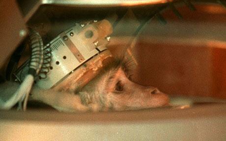 Une ingénieure de la NASA démissionne en raison du programme de tests sur des primates de la NASA